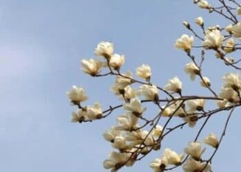 How Real Are AI-Generated Videos?