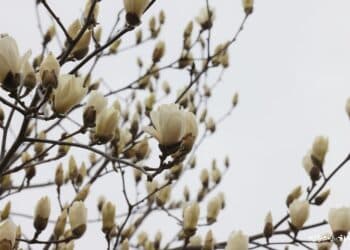 Going Forth (출가 : 出家) is the Starting Point of Enlightenment